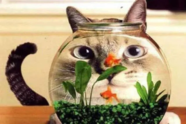 Anhishachrutyan masin