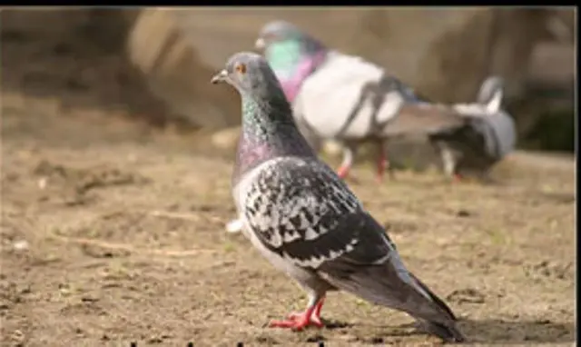 Kamapashtutyan masin