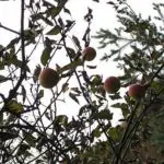 Krknazatik e1492771743278