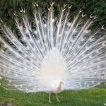 ՄԽԻԹԱՐ ԳՈՇԻ ԱՌԱԿՆԵՐԻՑ ՍԻՐԱՄԱՐԳԸ 12 Siramarg